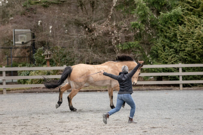 Dancing with Horses: An Interspecies Research Workshop
